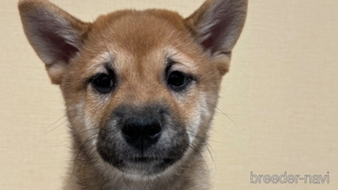成約済の長野県の柴犬-322922の1枚目