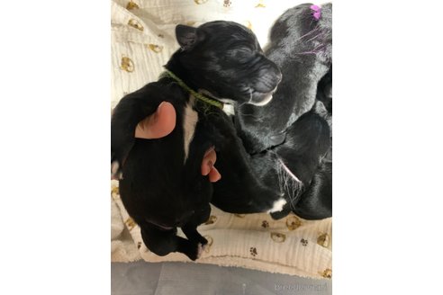 成約済の熊本県のミックス犬-329961の9枚目