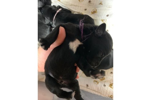 成約済の熊本県のミックス犬-329961の7枚目