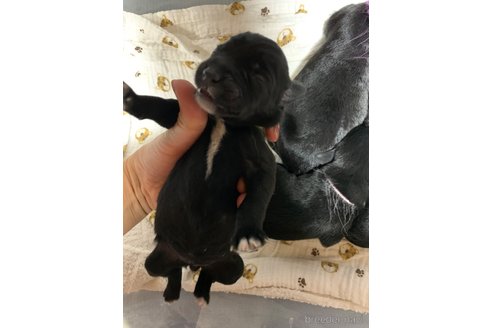 成約済の熊本県のミックス犬-329961の8枚目