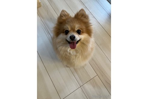 トマトちゃん1枚目
