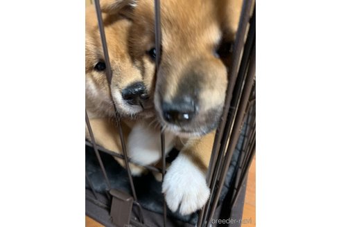 成約済の熊本県の柴犬-323900の5枚目