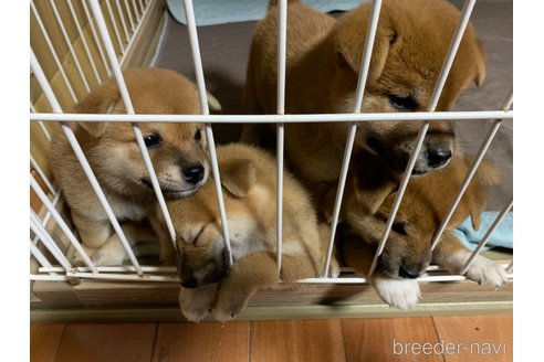 成約済の熊本県の柴犬-323900の4枚目