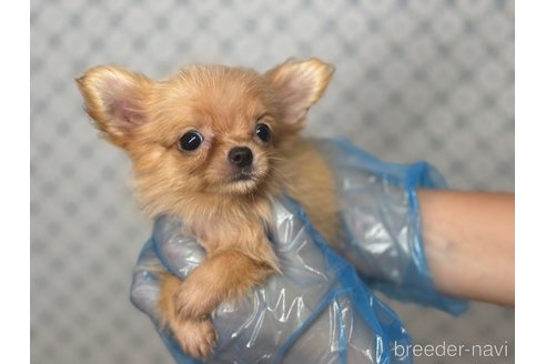 成約済の東京都のチワワ(ロングコート)-329995の7枚目