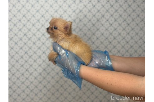 成約済の東京都のチワワ(ロングコート)-329995の8枚目