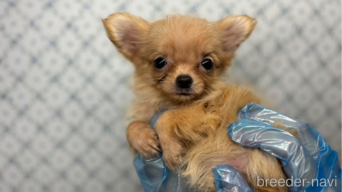 成約済の東京都のチワワ(ロングコート)-329995の6枚目