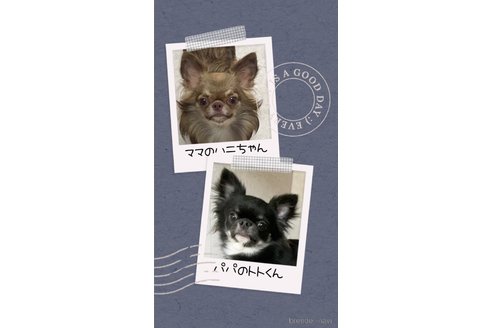 成約済の群馬県のチワワ(ロングコート)-329641の5枚目