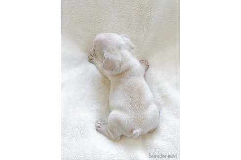成約済の山口県のフレンチブルドッグ-329985の6枚目