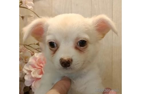 成約済の愛知県のチワワ(ロングコート)-324467の5枚目