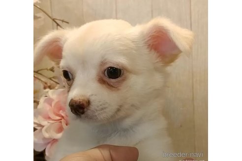 成約済の愛知県のチワワ(ロングコート)-324467の4枚目