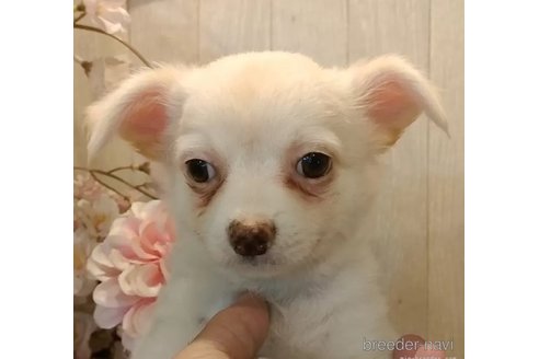 成約済の愛知県のチワワ(ロングコート)-324467の3枚目