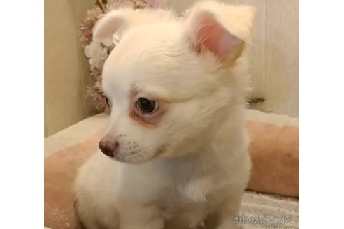 成約済の愛知県のチワワ(ロングコート)-324467の2枚目
