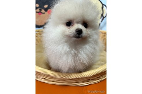 成約済の大阪府のポメラニアン-329993の8枚目