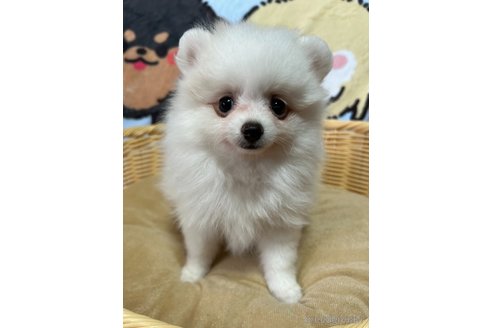 成約済の大阪府のポメラニアン-329996の1枚目