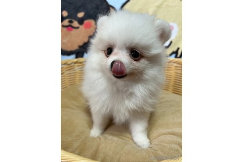 成約済の大阪府のポメラニアン-329996の4枚目