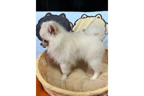 成約済の大阪府のポメラニアン-324324の22枚目