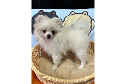 成約済の大阪府のポメラニアン-324324の23枚目