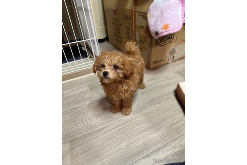 成約済の福岡県のティーカッププードル-315530の2枚目