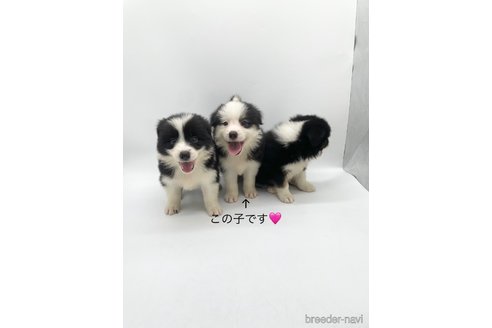 成約済の愛知県のボーダーコリー-330005の5枚目