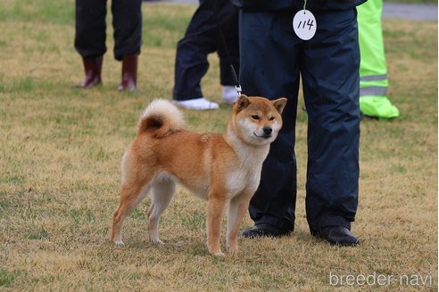 伊賀の楓ちゃん1枚目