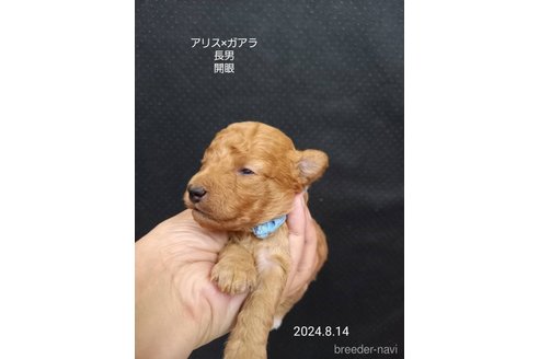 成約済の大阪府のタイニープードル-327026の9枚目