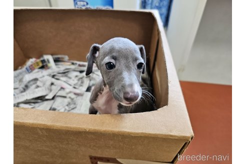 成約済の愛知県のイタリアングレーハウンド(イタグレ)-330034の7枚目