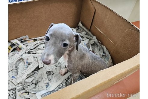 成約済の愛知県のイタリアングレーハウンド(イタグレ)-330034の4枚目