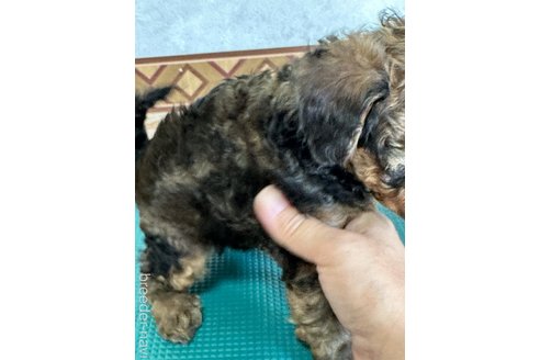 成約済の岡山県のトイプードル-326570の6枚目