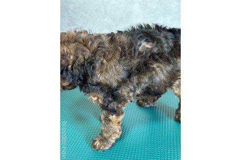 成約済の岡山県のトイプードル-326570の5枚目