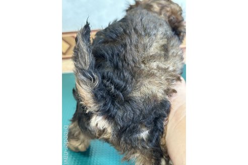 成約済の岡山県のトイプードル-326570の4枚目