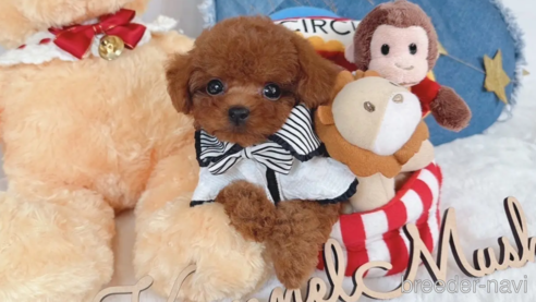 子犬