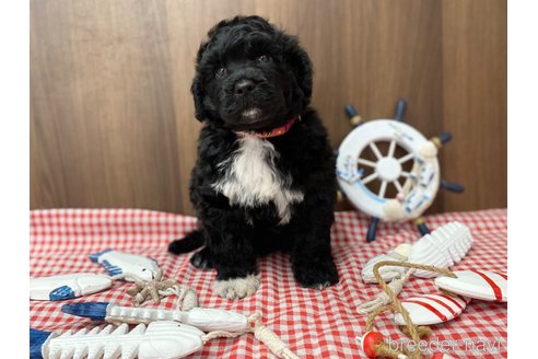 成約済の東京都のその他の犬種-330041の4枚目