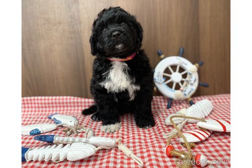 成約済の東京都のその他の犬種-330041の5枚目