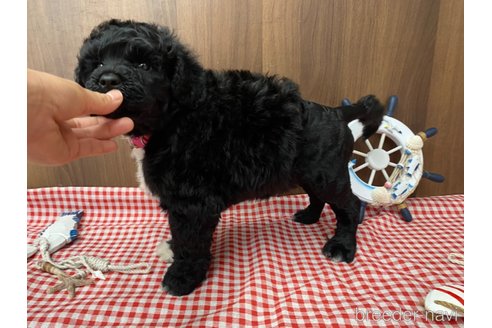 成約済の東京都のその他の犬種-330041の7枚目