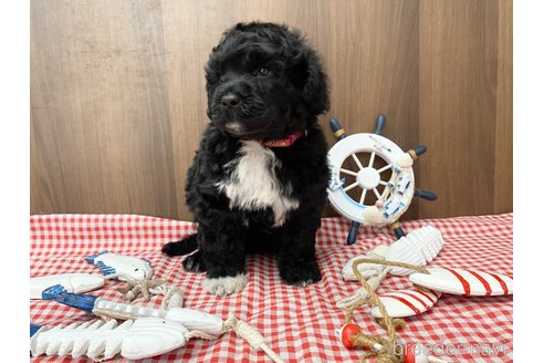 成約済の東京都のその他の犬種-330041の8枚目