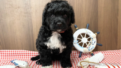 成約済の東京都のその他の犬種-330041の3枚目