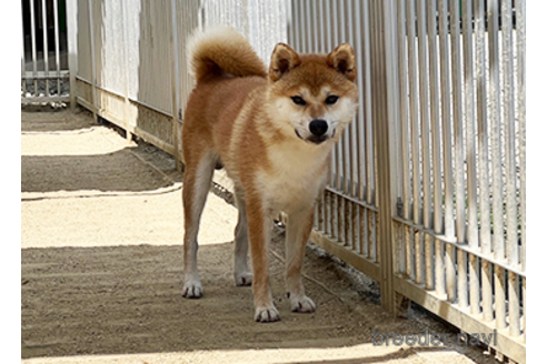 成約済の愛知県の柴犬-330057の3枚目