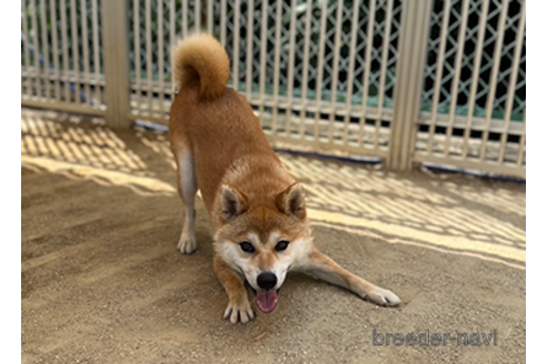 成約済の愛知県の柴犬-330057の4枚目