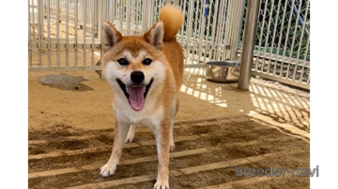 成約済の愛知県の柴犬-330057の2枚目