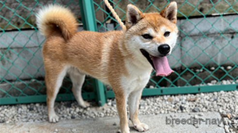 成約済の愛知県の柴犬-330057の1枚目