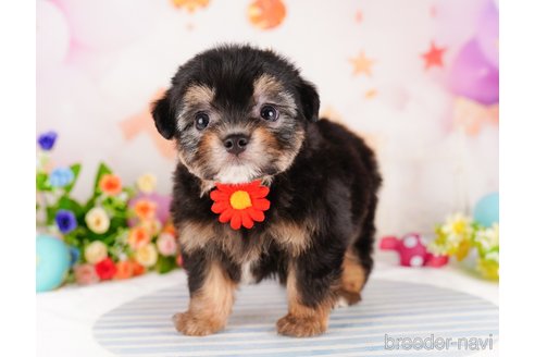 成約済の千葉県のミックス犬-330076の6枚目