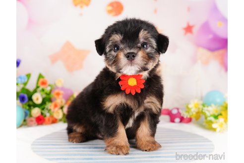 成約済の千葉県のミックス犬-330076の3枚目