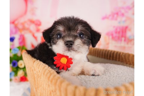 成約済の千葉県のミックス犬-330077の7枚目