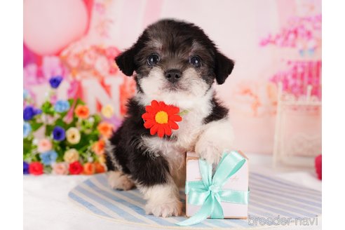 成約済の千葉県のミックス犬-330077の4枚目