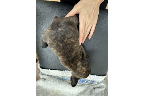 販売中の千葉県のフレンチブルドッグ-330085の38枚目