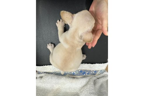 成約済の千葉県のフレンチブルドッグ-330096の4枚目