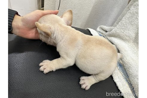 成約済の千葉県のフレンチブルドッグ-330096の5枚目
