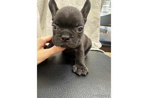 成約済の千葉県のフレンチブルドッグ-330097の1枚目