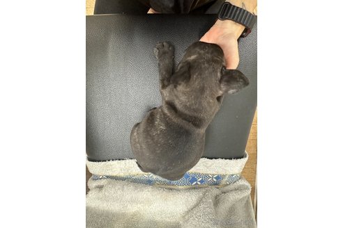 成約済の千葉県のフレンチブルドッグ-330097の4枚目