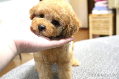 成約済の茨城県のトイプードル-330105の5枚目